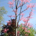 Toona sinensis 'Flamingo' jeunes feuilles